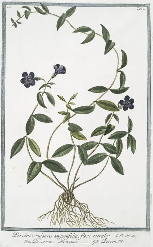 An illustration from Hortus Romanus plantaru, 1772, leaf 98