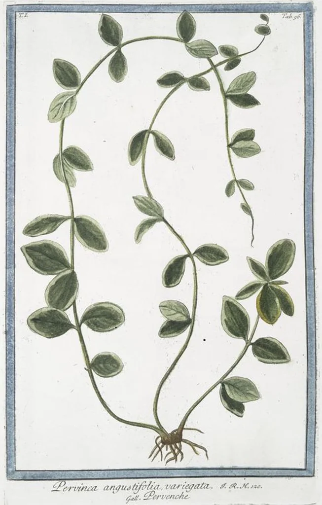 An illustration from Hortus Romanus plantaru, 1772, leaf 99