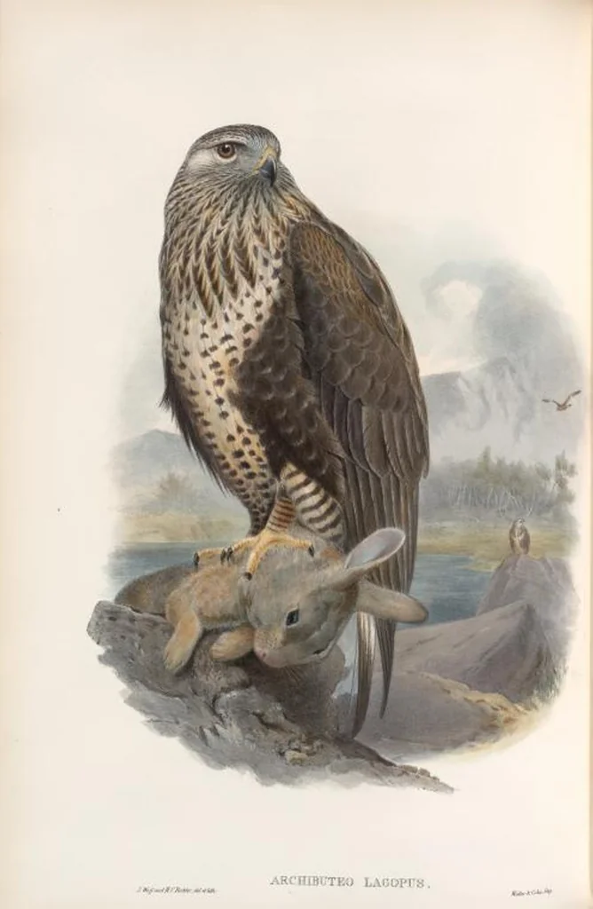 An illustration from The birds of Great Britain, 1862, leaf 10