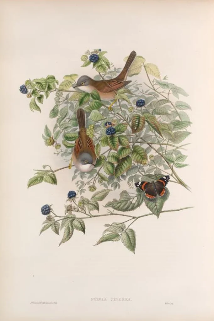 An illustration from The birds of Great Britain, 1862, leaf 100