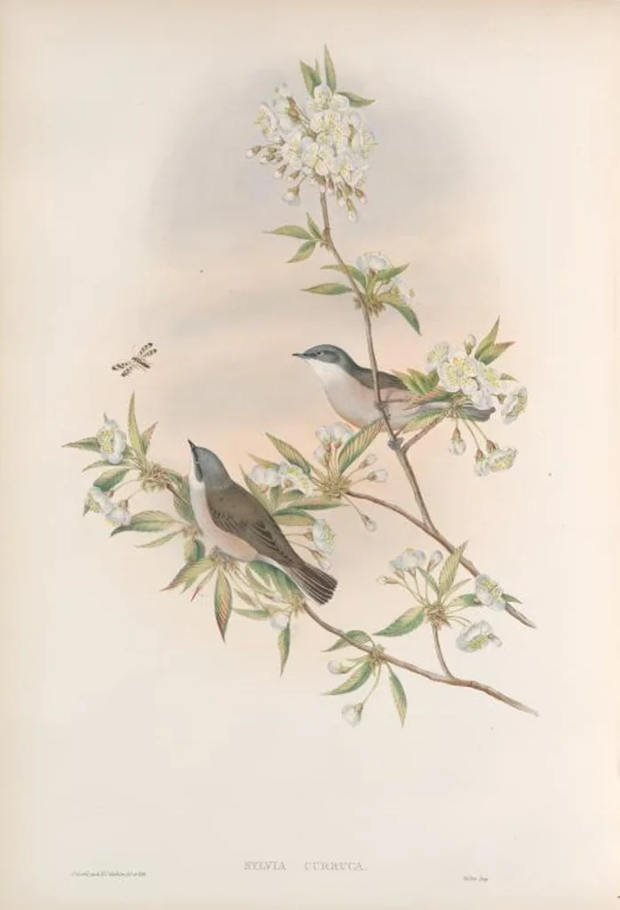 An illustration from The birds of Great Britain, 1862, leaf 101