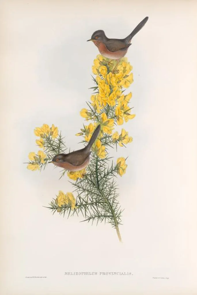 An illustration from The birds of Great Britain, 1862, leaf 102
