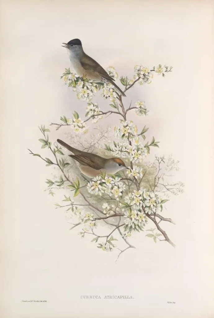 An illustration from The birds of Great Britain, 1862, leaf 103