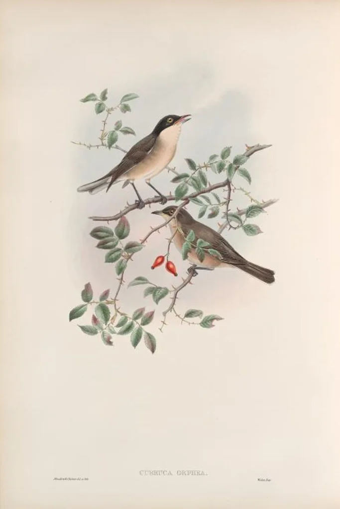 An illustration from The birds of Great Britain, 1862, leaf 104
