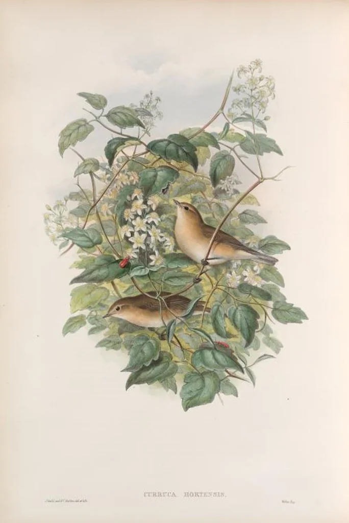 An illustration from The birds of Great Britain, 1862, leaf 105