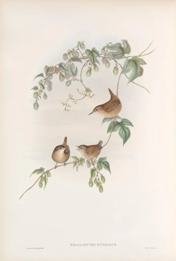 An illustration from The birds of Great Britain, 1862, leaf 106