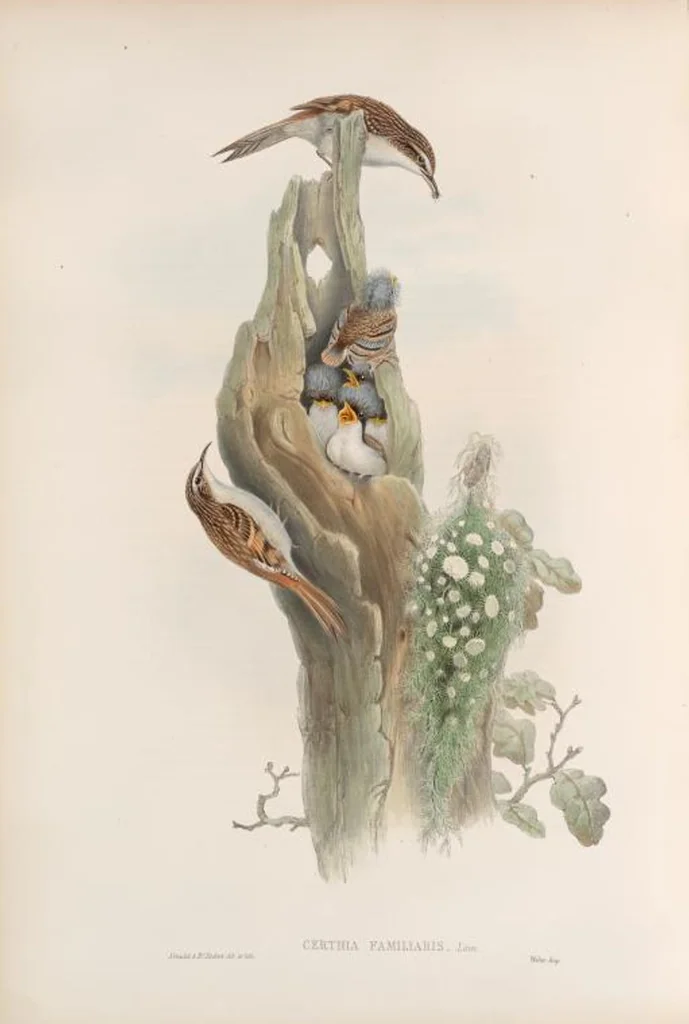 An illustration from The birds of Great Britain, 1862, leaf 107