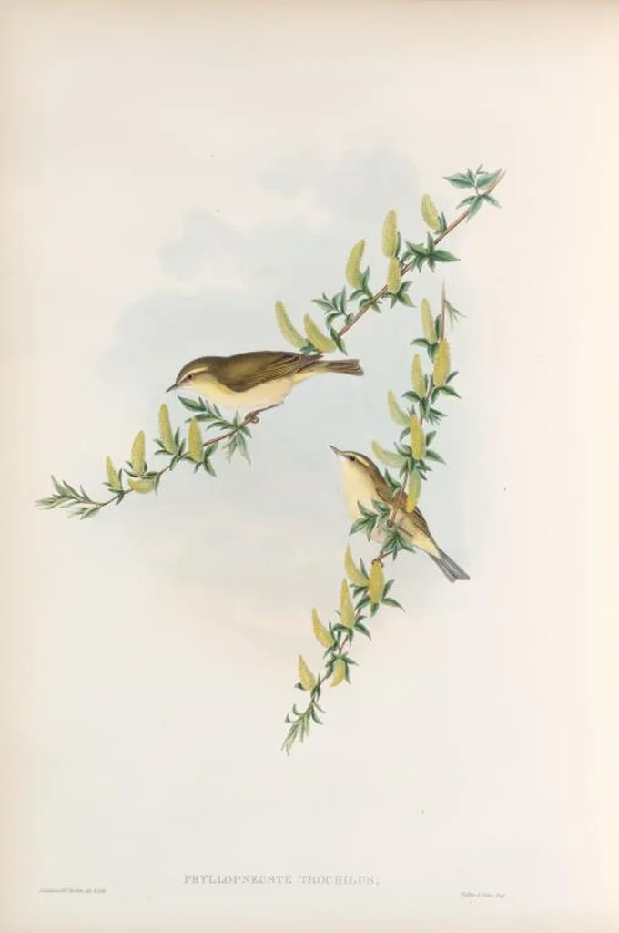An illustration from The birds of Great Britain, 1862, leaf 108