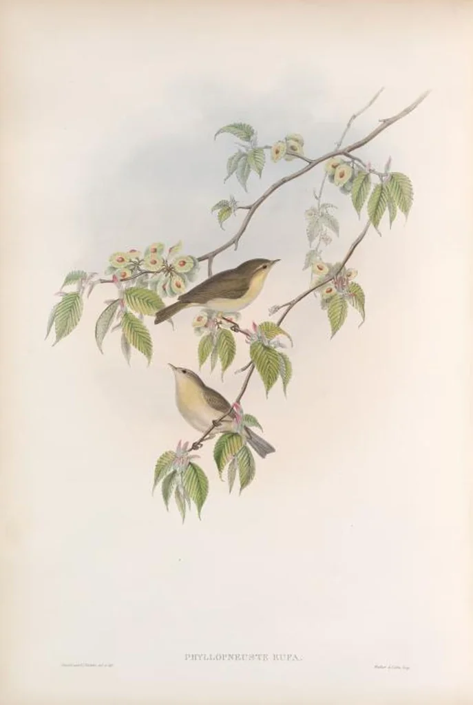 An illustration from The birds of Great Britain, 1862, leaf 109