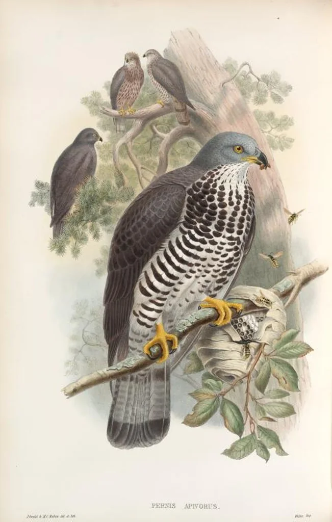 An illustration from The birds of Great Britain, 1862, leaf 11