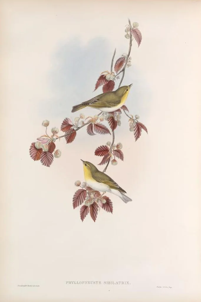 An illustration from The birds of Great Britain, 1862, leaf 110
