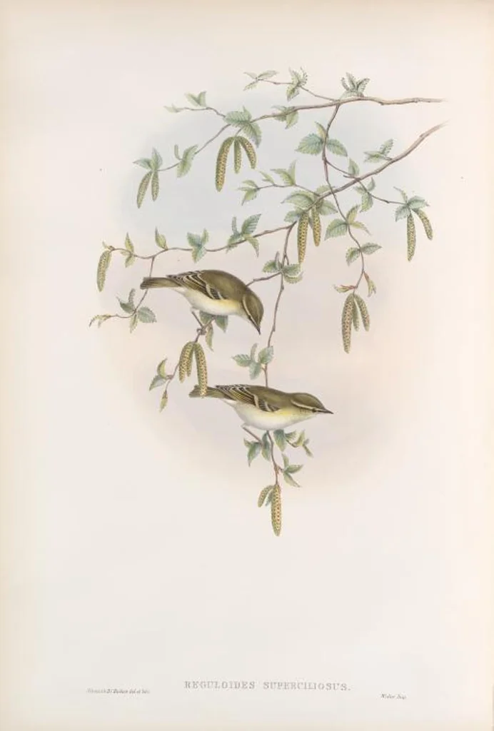 An illustration from The birds of Great Britain, 1862, leaf 111