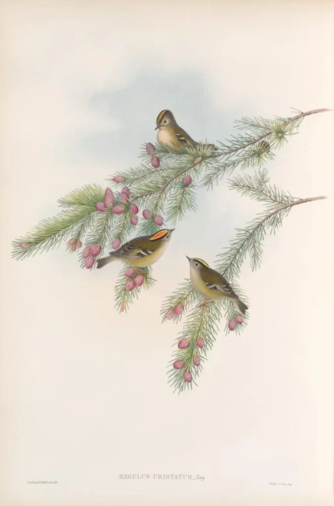 An illustration from The birds of Great Britain, 1862, leaf 112