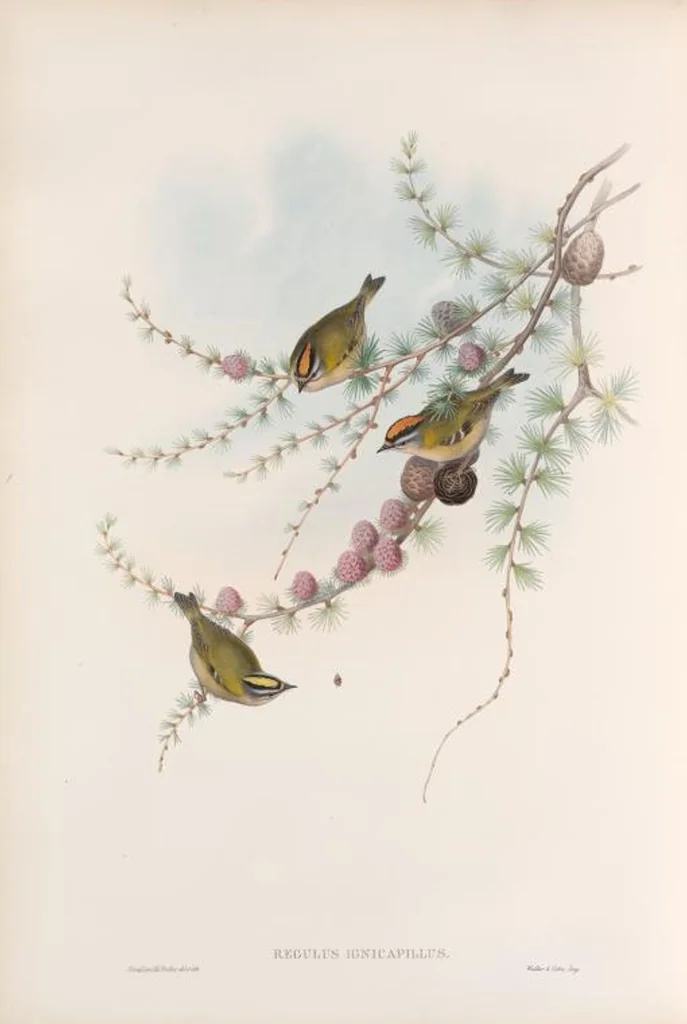 An illustration from The birds of Great Britain, 1862, leaf 113