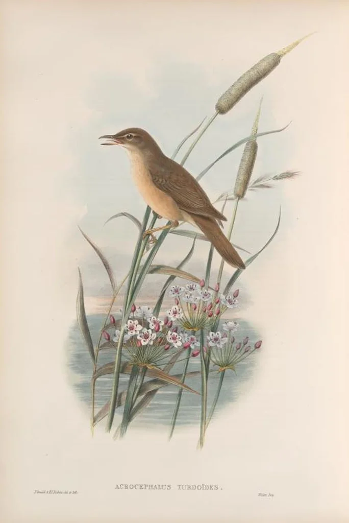 An illustration from The birds of Great Britain, 1862, leaf 115
