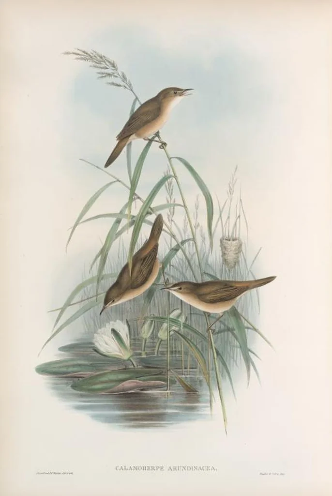 An illustration from The birds of Great Britain, 1862, leaf 116