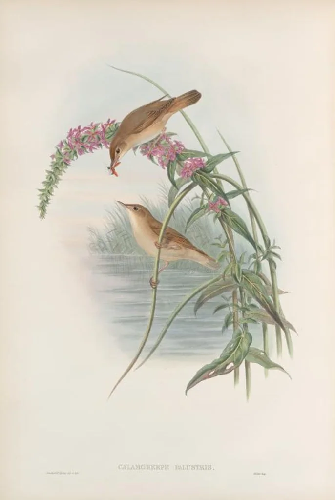 An illustration from The birds of Great Britain, 1862, leaf 117