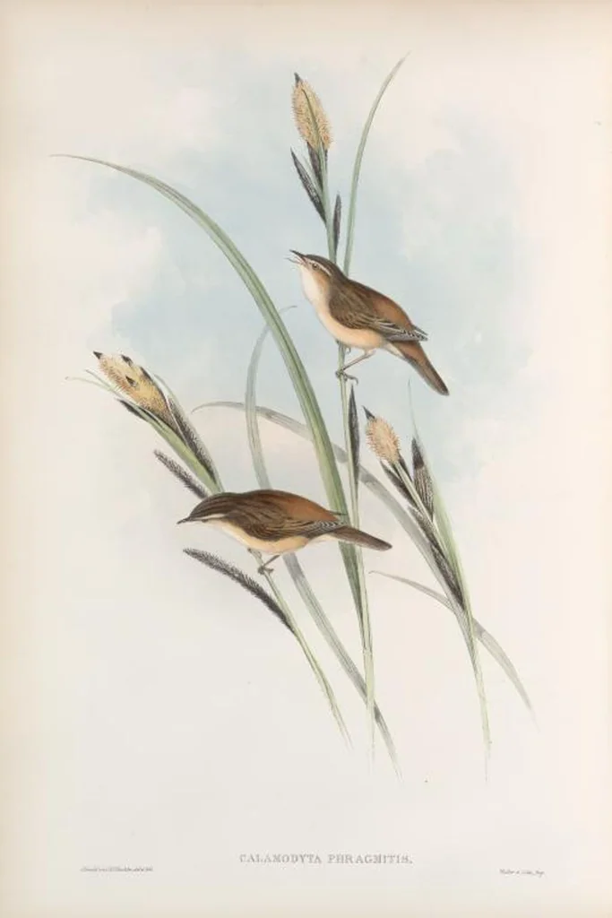 An illustration from The birds of Great Britain, 1862, leaf 118