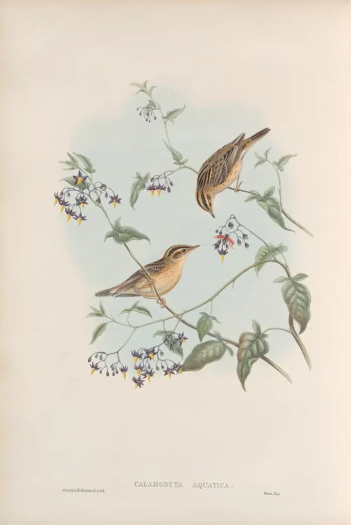 An illustration from The birds of Great Britain, 1862, leaf 119