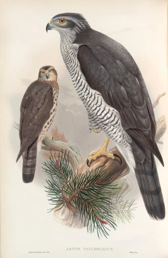 An illustration from The birds of Great Britain, 1862, leaf 12