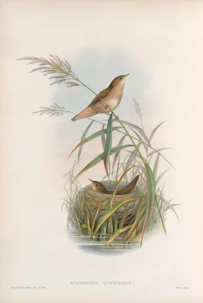 An illustration from The birds of Great Britain, 1862, leaf 120