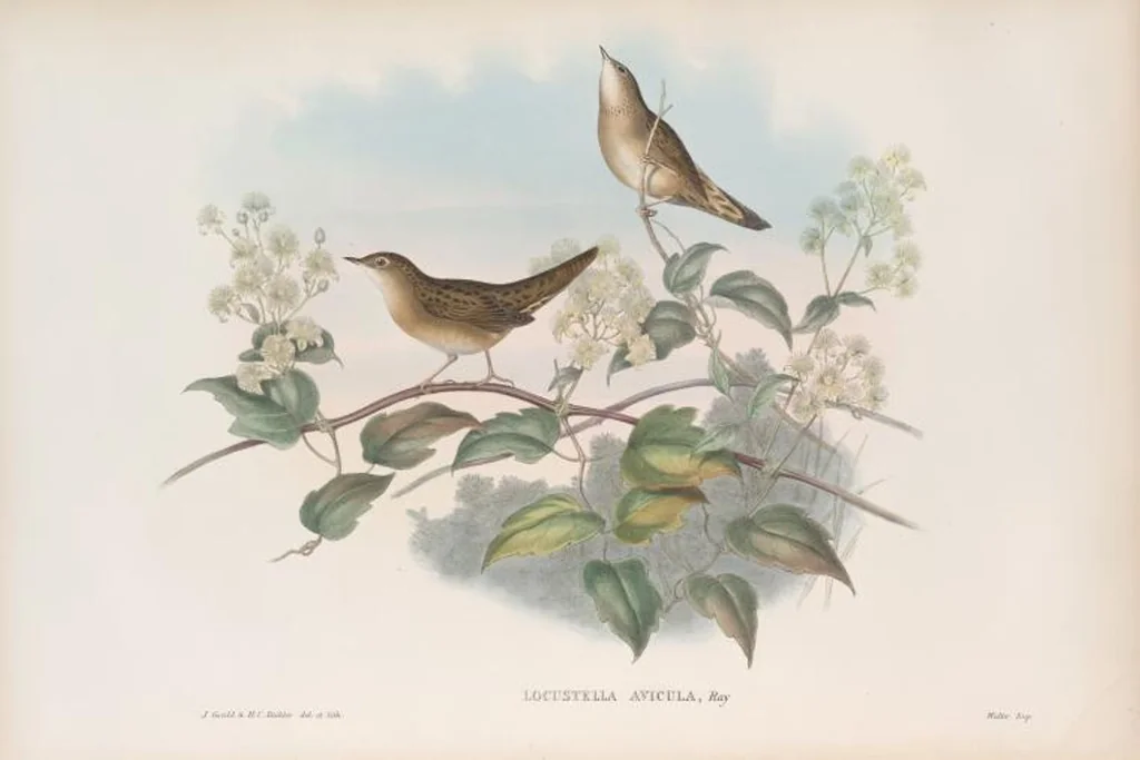An illustration from The birds of Great Britain, 1862, leaf 121