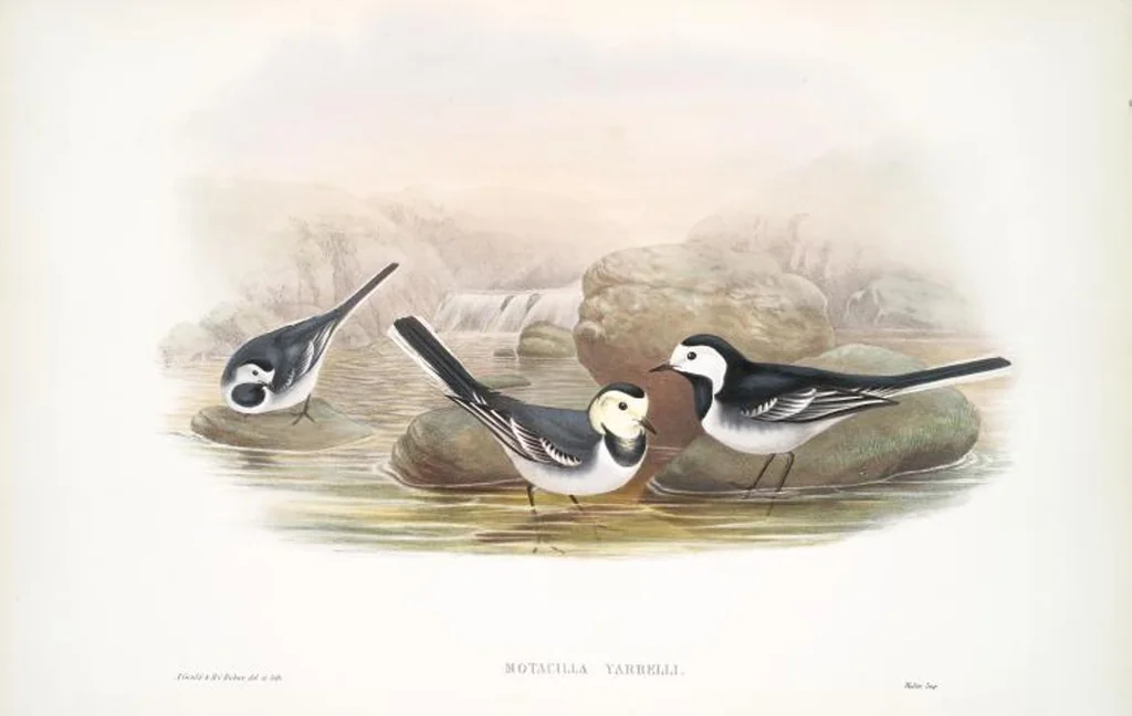 An illustration from The birds of Great Britain, 1862, leaf 125