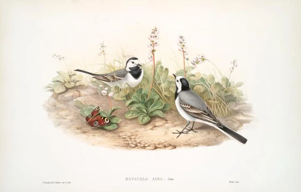 An illustration from The birds of Great Britain, 1862, leaf 126