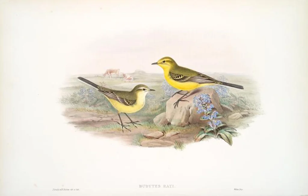 An illustration from The birds of Great Britain, 1862, leaf 127
