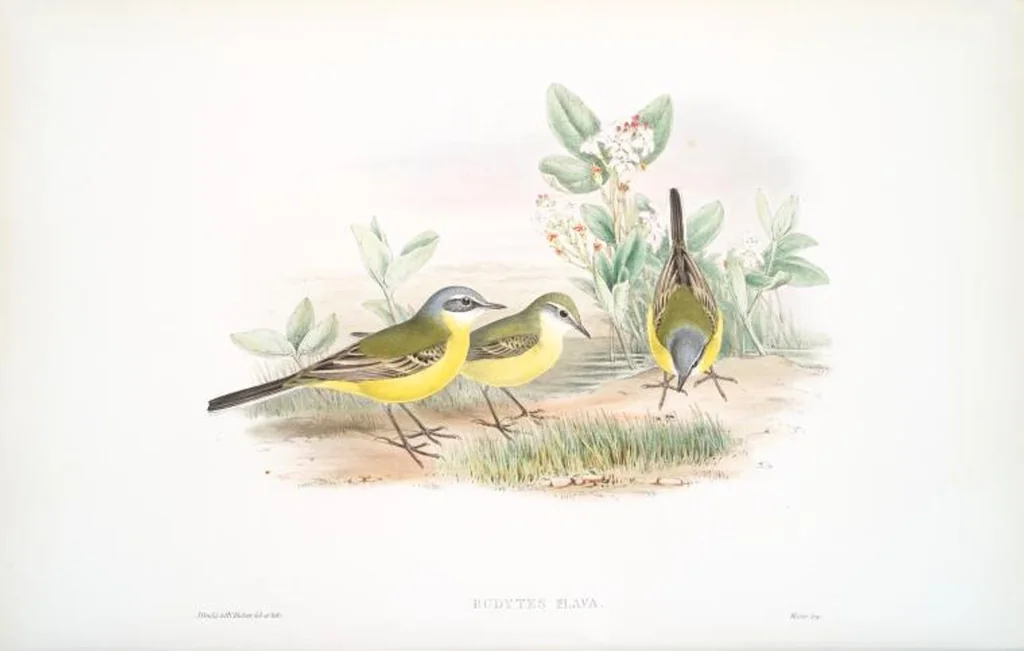 An illustration from The birds of Great Britain, 1862, leaf 128