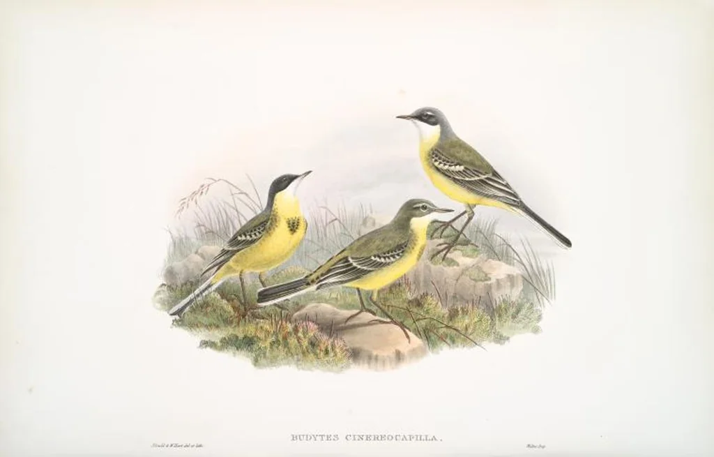 An illustration from The birds of Great Britain, 1862, leaf 129