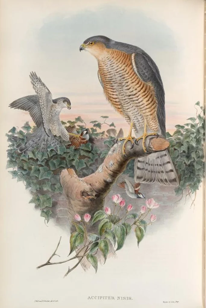 An illustration from The birds of Great Britain, 1862, leaf 13