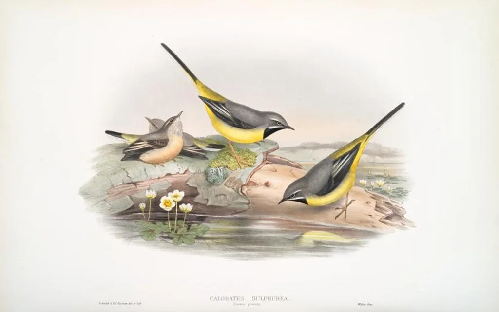 An illustration from The birds of Great Britain, 1862, leaf 130