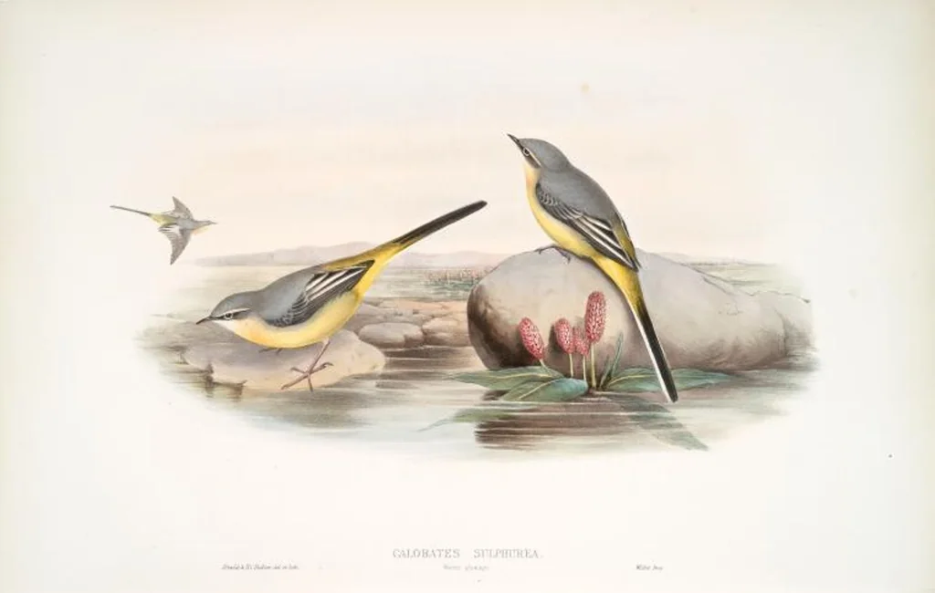An illustration from The birds of Great Britain, 1862, leaf 131
