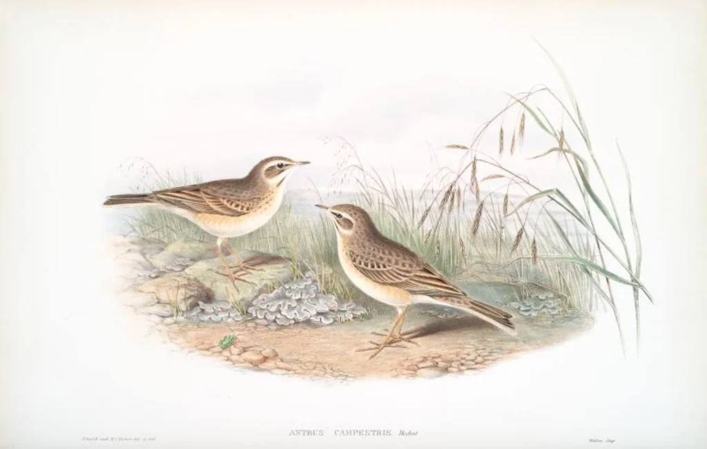 An illustration from The birds of Great Britain, 1862, leaf 133