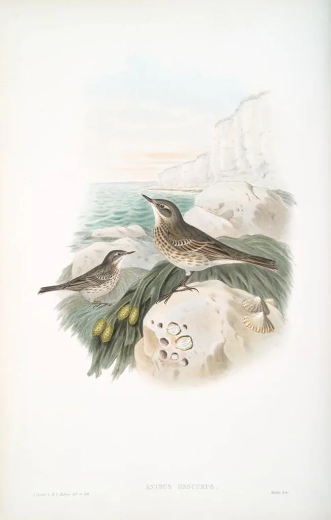 An illustration from The birds of Great Britain, 1862, leaf 134