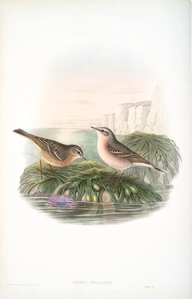 An illustration from The birds of Great Britain, 1862, leaf 135