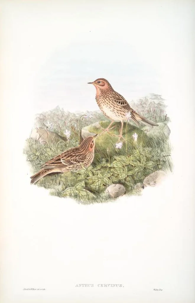 An illustration from The birds of Great Britain, 1862, leaf 136