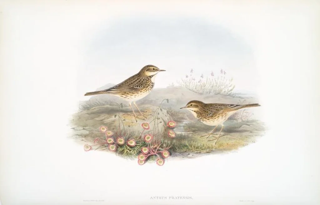 An illustration from The birds of Great Britain, 1862, leaf 137