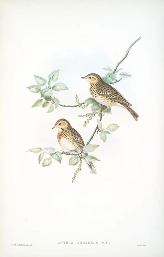 An illustration from The birds of Great Britain, 1862, leaf 138