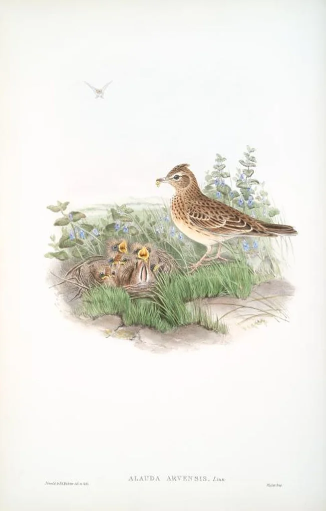 An illustration from The birds of Great Britain, 1862, leaf 139