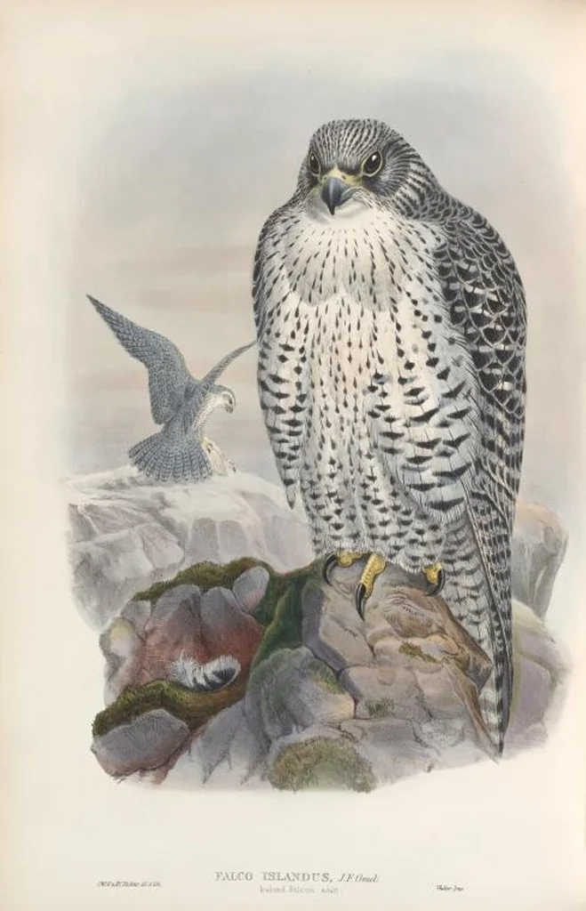 An illustration from The birds of Great Britain, 1862, leaf 14