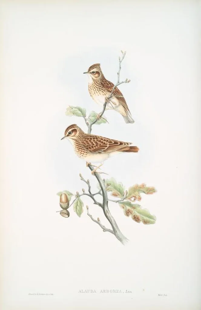 An illustration from The birds of Great Britain, 1862, leaf 140