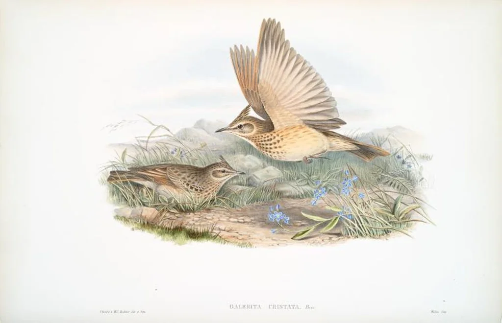 An illustration from The birds of Great Britain, 1862, leaf 141