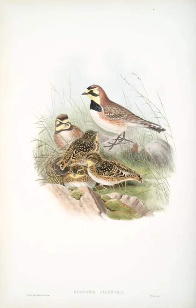 An illustration from The birds of Great Britain, 1862, leaf 142