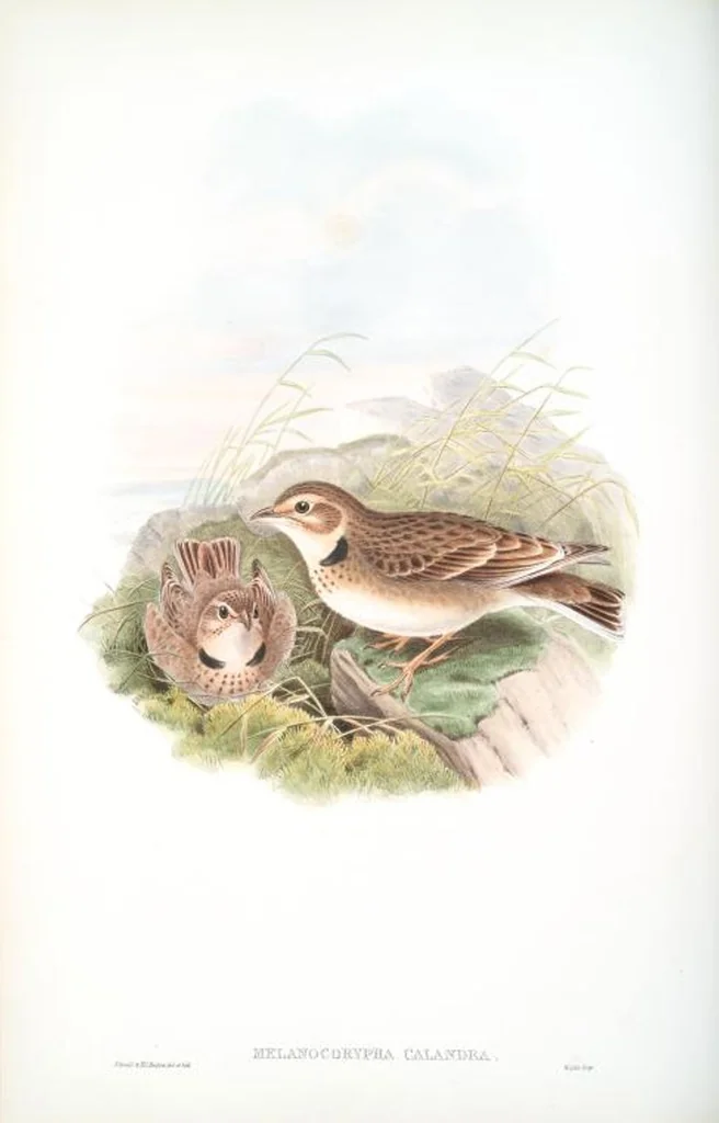 An illustration from The birds of Great Britain, 1862, leaf 143