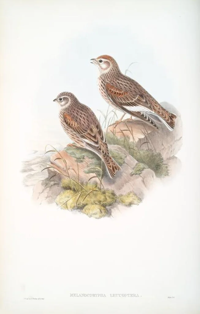 An illustration from The birds of Great Britain, 1862, leaf 144