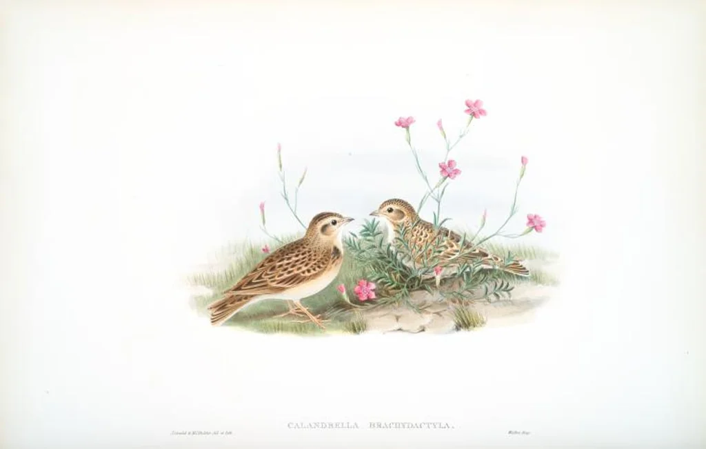 An illustration from The birds of Great Britain, 1862, leaf 145