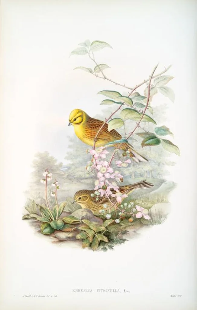 An illustration from The birds of Great Britain, 1862, leaf 146
