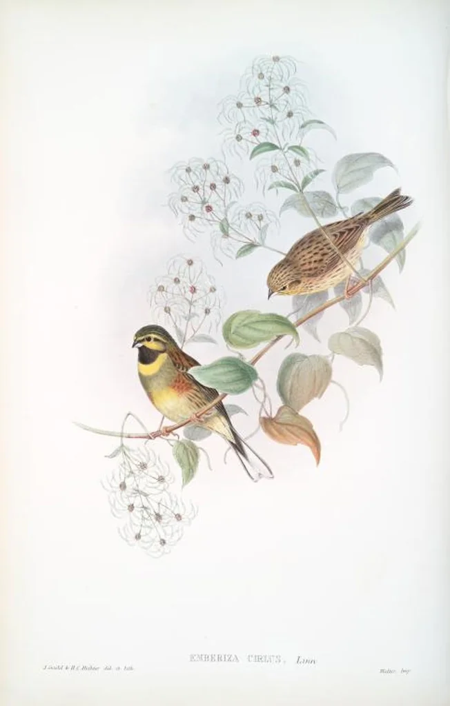 An illustration from The birds of Great Britain, 1862, leaf 147